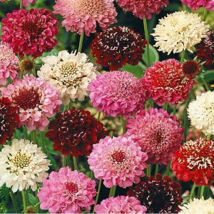 Scabiosa mix Seed Bag Picture