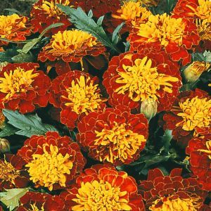 French marigold Harmony Boy Seed Bag Picture