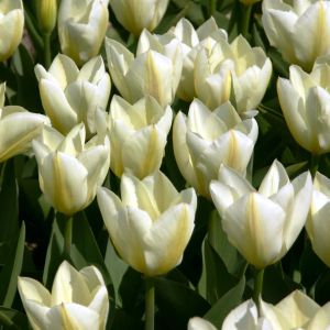 Tulip fosteriana Purissima