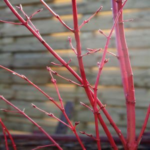 Cornus alba Sibirica