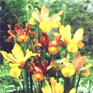 Iris hollandica Mahogany Mix 6/7