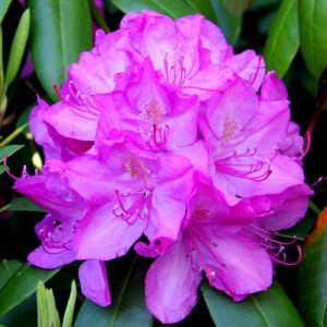 Rhododendron Roseum Elegance 13 cm pot
