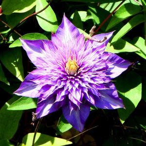 Clematis patens Multi Blue