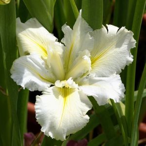 Iris Louisiana 'White Umbrella'