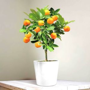 Orange Tree P14 with fruit