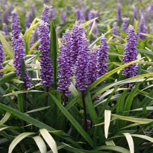 Liriope Moneymaker 1
