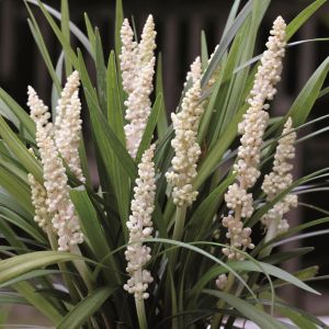 Liriope Monroe White Tuin corr