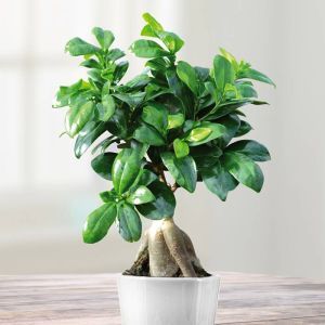 Bonsai Ficus Retusa (microcarpa) 'Ginseng' 15 cm Pot