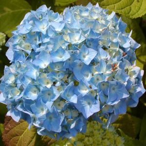 Gartenhortensie Nikko Blue