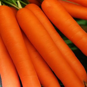 Winter Carrot Bergen F1 hybr.