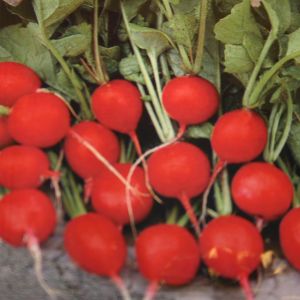 Radijs  Bel Image  - Radish Bel Image