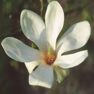 Magnolia soulangeana Alba Superba 9 cm pot