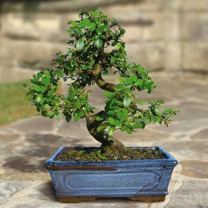 Bonsai Elm parvifolia S shaped 20 cm pot 9 yr