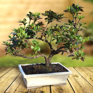 Rhododendren Bonsai 25 cm