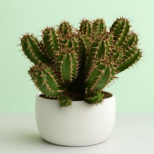 Cactus Euphorbia Canariensis Studio