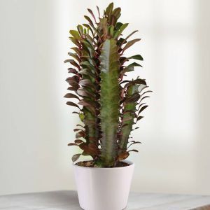 Euphorbia trigona Rubra 10 cm pot