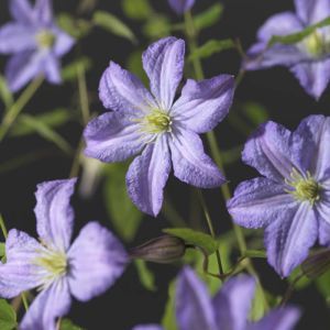 Clematis Prince Charles P11