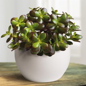 Crassula ovata Minor