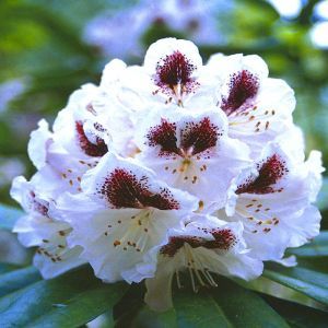 Rhododendron Sappho 13 cm pot