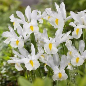 Iris hollandica White Exelsior  6/7