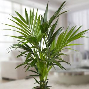 Howea Forsteriana Palm 60/80 cm