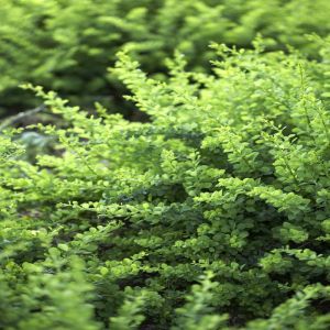 Berberis thunbergii Green Carpet 9 cm pot