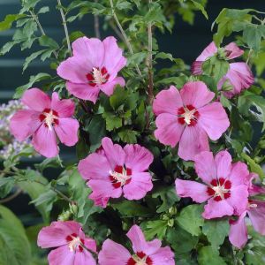 Hibiscus syriacus oder Garteneibisch Woodbridge