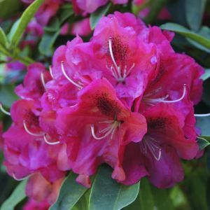 Rhododendron Nova Zembla 13 cm pot