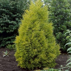 Cypressus Goldcrest 9 cm pot