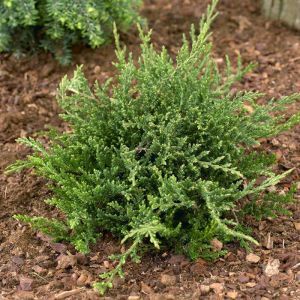 Juniperus horizontalis Prince of Wales 9 cm pot