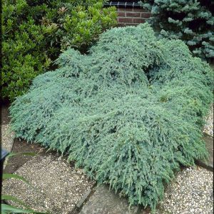 Juniperus squamata Blue Carpet 9 cm pot