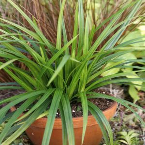 Carex Irish Green 9 cm pot