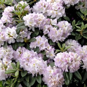 Rhododendron Gomer Waterer 13 cm pot