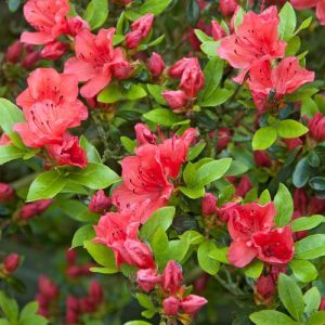 Rhododendron Geisha Orange 9 cm pot