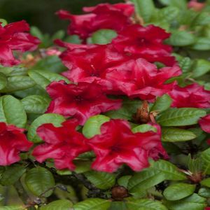 Rhododendron Scarlet Wonder 14 cm pot