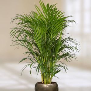 Areca palm-Dypsis Lutescens 21 cm pot