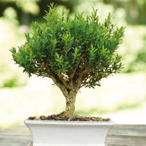 Buxus Ball bonsai