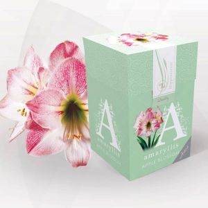 Amaryllis Apple Blossom 26/28 gift box