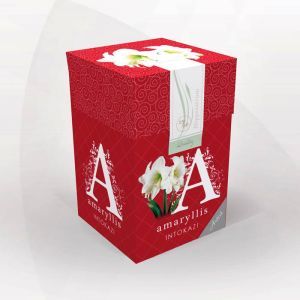 Amaryllis Intokazi 26/28 gift box