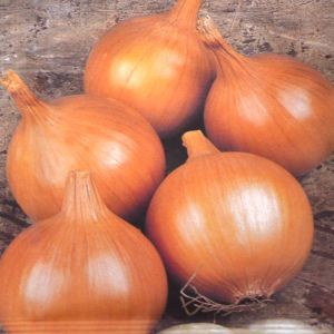 Onion Rijnsburger seed bag
