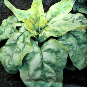 Spinach Viroflex seed bag