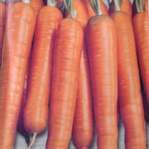 Summer Carrot Nantes seed bag