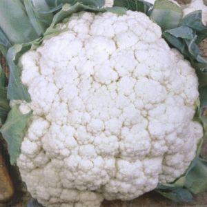 Cauliflower Alpha seed bag
