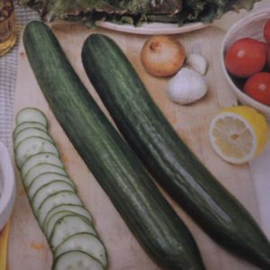 Greenhouse Cucumber Confida F1