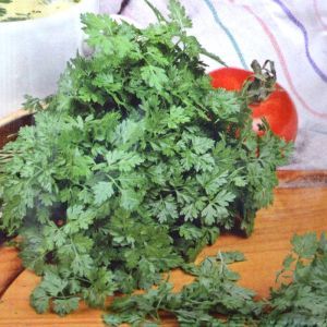 Chervil Fine curled seed bag