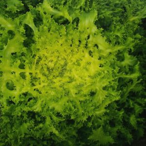 Endive Yellow curled