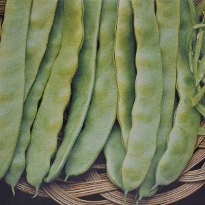 Climbing French Beans seed box