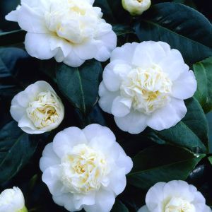 Camellia japonica white P9