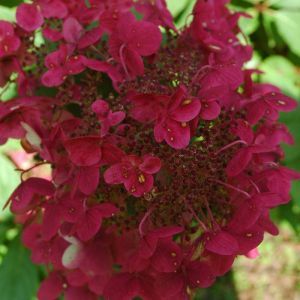 Hydrangea paniculata Wims Red 9 cm pot