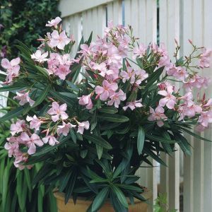 Nerium oleander Pink 13 cm pot